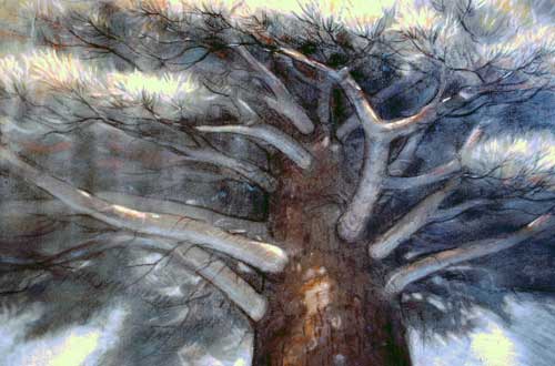 Original art pastel titled Scotch Pine